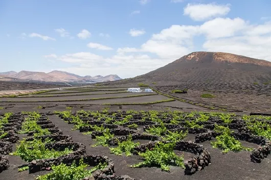Kanaren Lanzarote Kaktus Weingut Kanaren Lanzarote Kaktus Weingut