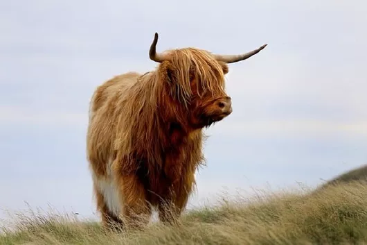 schottland_highland-cow_grossbritannien_kreuzfahrten-flemming Highland Cow in Schottland Großbritannien